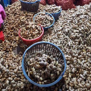 NEW CROP HIGH QUALITY <b>FRESH</b> <b>GINGER</b> - Product Image 2