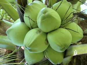Jeune noix de coco fraîche/noix de coco verte au VIETNAM/vacances MS - Product Image 2