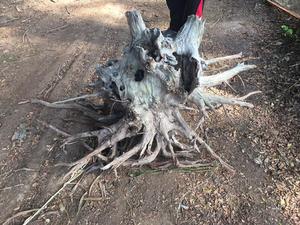 ศิลปะราก Driftwood ใหญ่ - Product Image 4