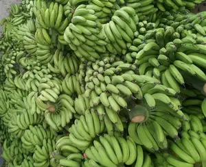 Gefrorenes Bananen püree mit bestem Preis