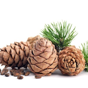Huile Essentielle de Cèdre 100% Pure (Cedrus Deodara) Certifiée GMP Distillée à la Vapeur avec Ingrédient Arbre à Thé Fournisseur OEM/ODM Inde - Product Image 5