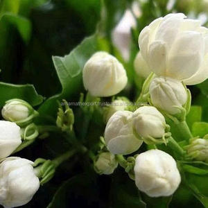น้ำหอม Bela Attar ธรรมชาติบริสุทธิ์ขายส่งน้ำหอม Bela ผลิตในอินเดียน้ำมัน Attar คุณภาพเยี่ยมของอินเดีย - Product Image 2