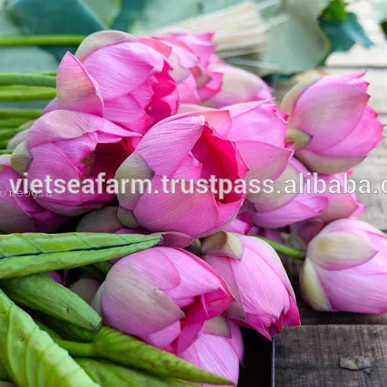 Свежий цветок лотоса из Вьетнама-конкурентоспособная цена