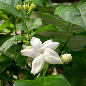 Exportateur en vrac d'huile essentielle de jasmin pur 100% Grandiflorum pour l'approvisionnement OEM de cosmétiques et d'aromathérapie de l'Inde - Product Image 3