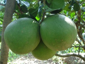 POMELO PIEL VERDE-ZUMO DE POMELO-MEJOR FRUTO DE CULTIVO - Product Image 4