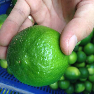 Citron vert sans graines Vietnam de haute qualité à vendre - Product Image 2