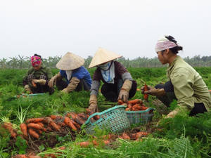 Vente en gros éplucheur de carottes/carottes en vrac 2024 - Product Image 4
