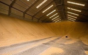 Grano de cebada seca de primera calidad y grano de Malta para elaboración de cerveza Cebada pelada lista para embalaje de 25kg/50kg - Product Image 4