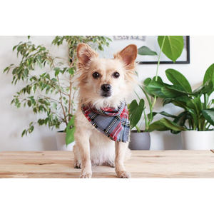 Pañuelos navideños de lujo para perros de la mejor calidad, Material de algodón con patrón sólido para mascotas, el mejor precio para mayoristas - Product Image 3