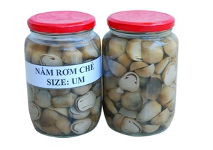 SETA de paja sin pelar, seta de paja salada - Product Image 5