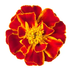 100% Minyak Esensial Bunga Marigold Tagetes Murni