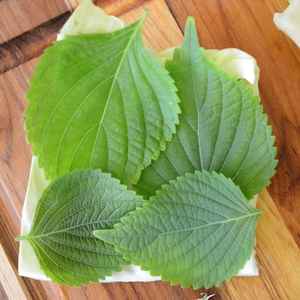 เวียดนามเขียว Shiso Perilla - Product Image 6