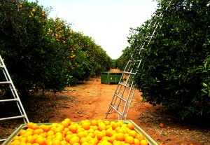 Alta Premium Fresh Valencia Naranjas Fresh 100% Natural Pure Healthy Valencia Orange En venta - Product Image 4