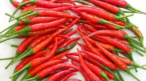 VENTA HOT RED CHILLI FROZEN STYLE Frozen Big Red Chili FROZEN IQF RED CHILI/ FROZEN RED PEPPER - Product Image 4