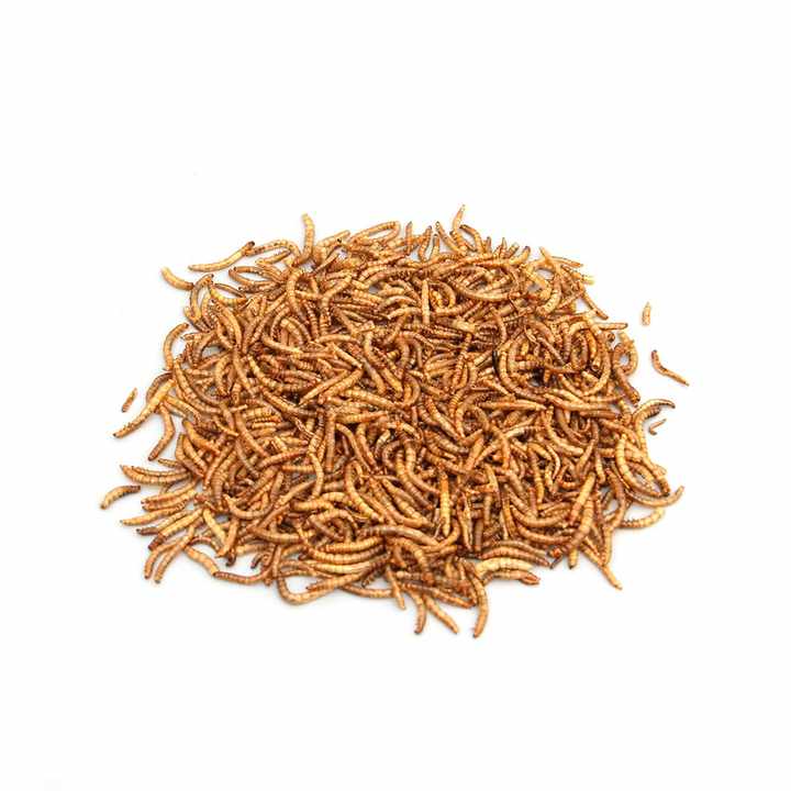 Dry mealworm