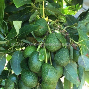 Aguacate fresco de Tailandia, alta calidad estándar, precio bajo, venta al por mayor - Product Image 2