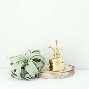 Pulverizador de niebla de Metal Manual de diseño superior de planta de latón de estilo Vintage para uso en jardín nuevo lanzamiento - Product Image 4