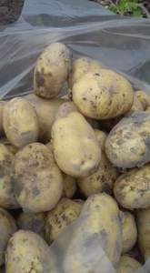 Patata Redonda 100% Orgánica / Patata Fresca Más Vendida de Vietnam - Product Image 5