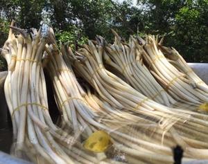 รากบัวบางเกรด- รากบัวดอง-รากบัวหั่น - Product Image 5