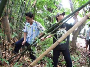 มาจากเวียดนาม: ไม้ไผ่ poles_high คุณภาพ - Product Image 6