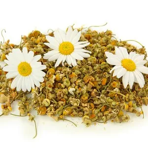 TOP QUALITY DRIED DAISY FLOWER/WHATSAPP: +84-845-639-639