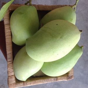 Penawaran Mangga CAT HOA LOC dari VIETNAM - Product Image 2