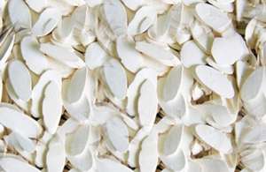 CHIPS DE MANIOC SÉCHÉES DE HAUTE QUALITÉ/PRIX DE GROS - Product Image 3