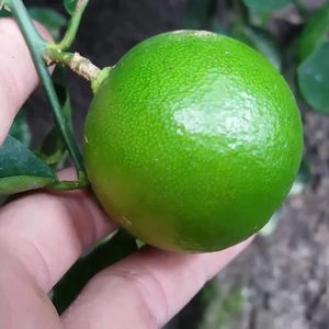 Citron vert juteux et sans pépins/citron avec Premium Grade-Prix bon marché - Product Image 1