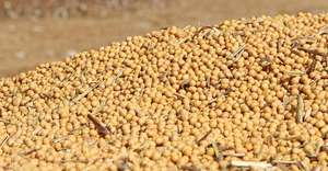 Soja Amarilla de Alta Calidad (Frijol de Soya) 8.0mm Seca en Empaque a Granel - Product Image 2