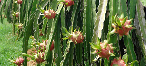 Fruit du dragon séché 100% naturel - Ventes chaudes - Mme Holiday - Product Image 5