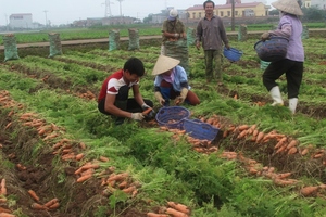 Offre Spéciale! VENTES EN GROS LÉGUMES FRAIS CAROT NOUVELLE CULTURE AU VIETNAM 2024 AU MEILLEUR PRIX ET QUALITÉ - Product Image 4