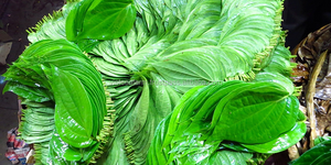 PENJUALAN! DAUN PINANG SEGAR HIJAU 100% ALAMI RAMAH LINGKUNGAN PALING LARIS BULAN INI KUALITAS TINGGI GRADE VI SEAFARM VIETNAM