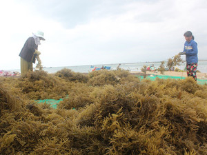 Hotsale naturel eucheuma cottonii/ eucheuma cottonii de l'usine - Product Image 5