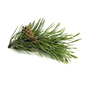 Fir Siberian Needle Oil 100% Pure Best Quality Natural Essential Oil