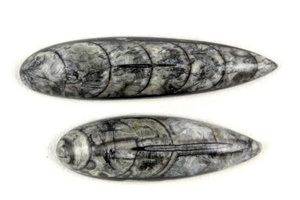 Orthoceras naturel pierre précieuse poire forme lisse Cabochons lâche fabrication de bijoux pierre Collection Style coupe - Product Image 4