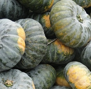Calabaza fresca 2021 vacaciones - Product Image 2