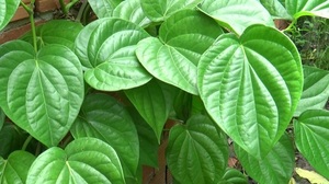 High Quality Natural <b>Dried</b> Betel Leaves Freshly <b>Planted</b> for Food and Agriculture Competitive Price for Export - Product Image 2
