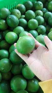 OFFRE SPÉCIALE FRAIS CHAUX FRAÎCHE SANS PÉPINS 12 - 18 pièces/KG DU VIETNAM - Product Image 4