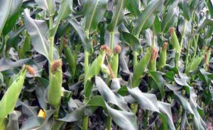 Buen Precio para Ensilaje de Maíz-Ms: Holiday - Product Image 4