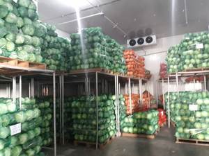 ขายดี!!! เวียดนามกะหล่ำปลีสีเขียวสดกะหล่ำปลีเวียดนาม - Product Image 4