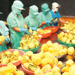 Fette di ananas In scatola di fabbrica del Vietnam di alta qualità di vendita superiore In sciroppo leggero-ananas regina In scatola