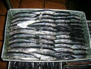 Caballa congelada, 2021 - Product Image 3