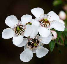 Premium Manuka <b>Essential</b> <b>Oil</b>: 100 % Pure Organic <b>Oil</b> Export Private Label Wholesale Supply for Skin & <b>Hair</b> Care, Aromatherapy - Product Image 2