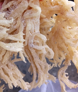 Dry EUCHEUMA COTTONII/Sargassum Seaweed High Quality - Ms: Holiday - Product Image 6