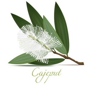 Australie Cajeput & Tea Tree Huile Essentielle Pure OEM/ODM Aromathérapie 20ml pour Diffuseur Humidificateur - Product Image 2