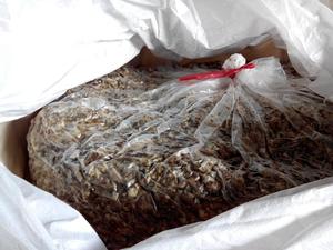Silage de maïs du Vietnam - Bagasse de canne à sucre - SILAGES pour CHEVAUX - Product Image 2