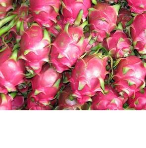 FRUITS de DRAGON frais du vietnam 2022 - Product Image 4