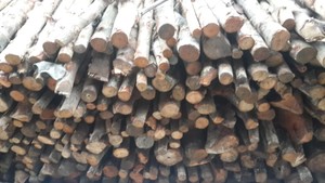 | Carbón de manguezal |   LEÑA DE MADERA DURA HECHA EN VIETNAM, LISTA PARA CARGAR, DE ALTA CALIDAD, USADA PARA BARBACOA. WHATSAPP +84 973 101 511 - Product Image 4