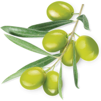 Fournisseurs en vrac d'huile d'olive Extra vierge naturelle AROMAAZ INTERNATIONAL offre l'extracteur d'huile d'olive Pure