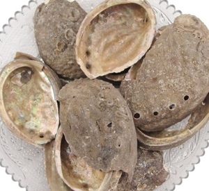 เปลือกหอยเป๋าฮื้อเวียดนาม - หอยเป๋าฮื้อสด - คุณภาพสูง - ราคาดี - Product Image 5